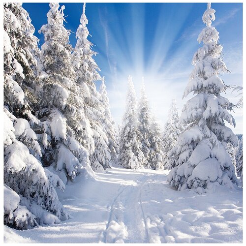 Фотообои Уютная стена Зимний солнечный пейзаж 270х270 см Виниловые Бесшовные (единым полотном)