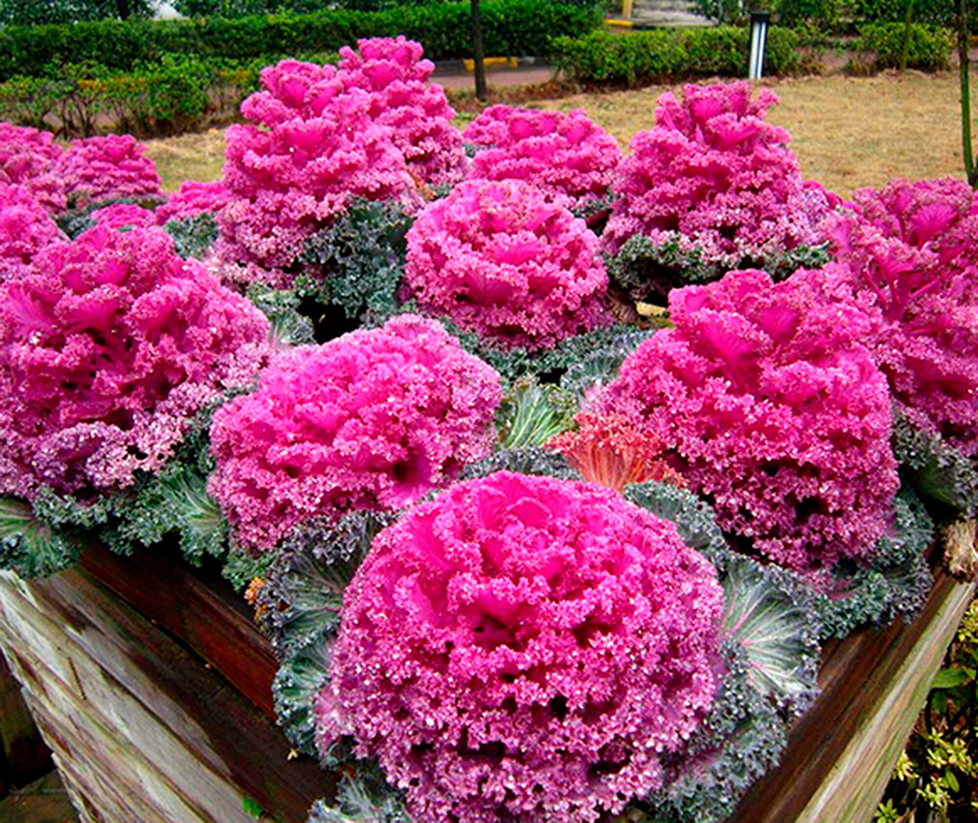 Капуста декоративная выращивание из семян в домашних условиях