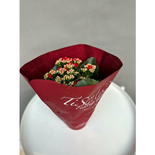 Комнатное растение Каланхое