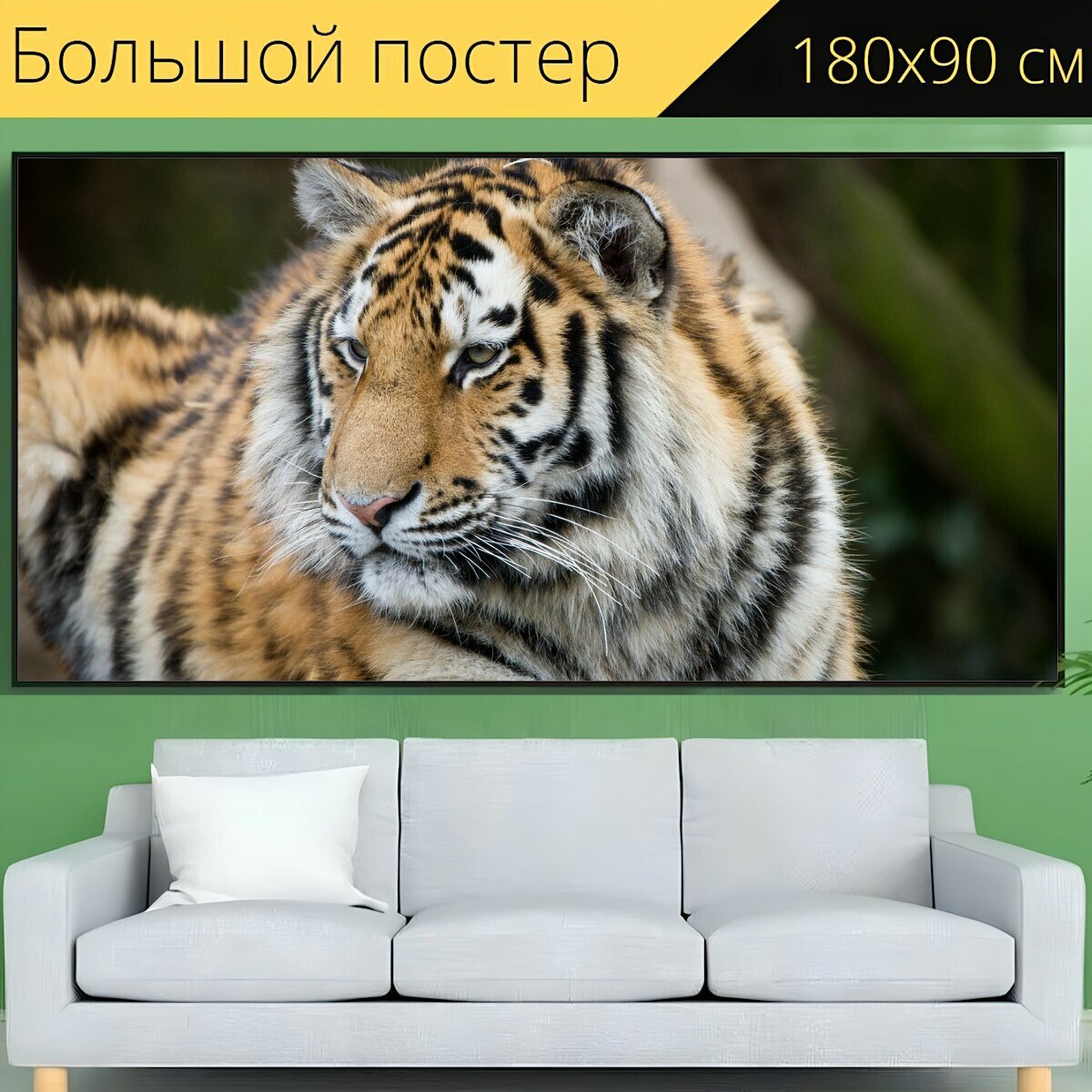 Большой постер "Тигр, зоопарк, кёльн" 180 x 90 см. для интерьера