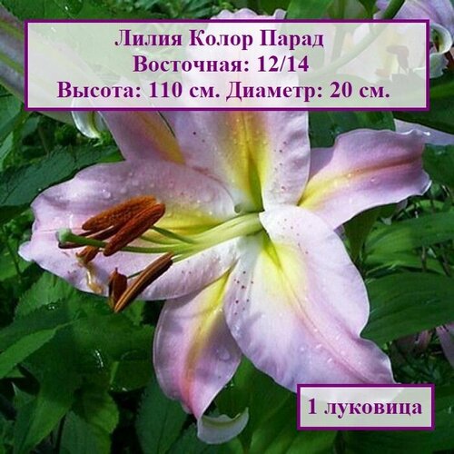 Лилия восточная Колор Парад (1 луковица)