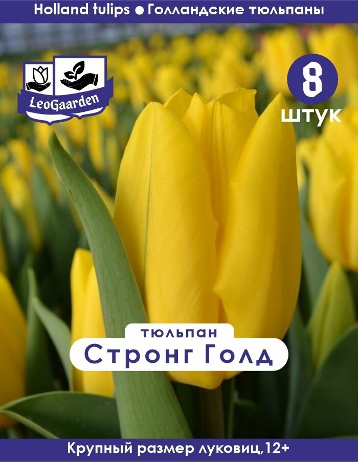 Тюльпан Луковица Стронг Голд 8шт