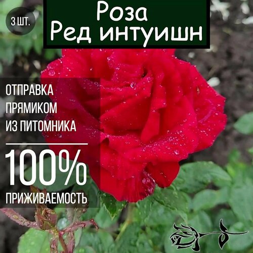 Саженец розы Ред Интуишн 3 шт./ Чайно гибридная роза