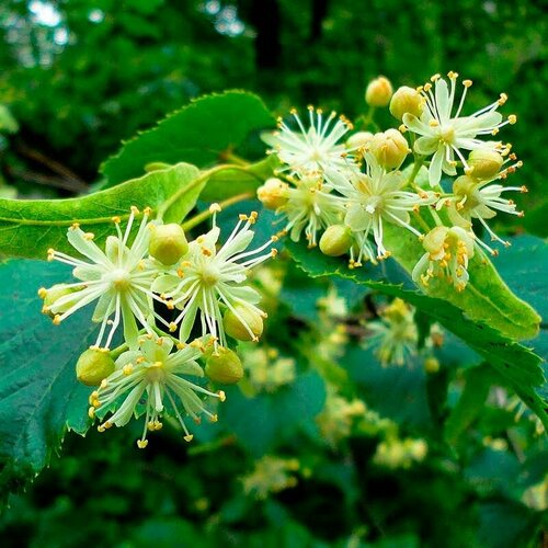 Липа обыкновенная (лат. Tilia europaea) семена 10шт + подарочек рябина обыкновенная лат sorbus aucuparia семена 25шт подарочек