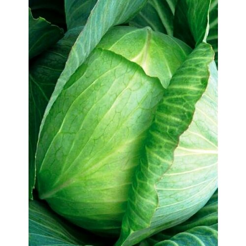 Семена растения капуста бк f1 парадокс 257₽