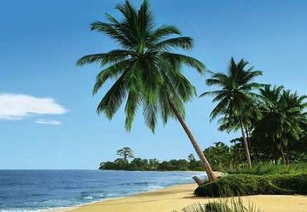 фото Фотообои Komar бумажные 4-074 2,7*1,94 4полотна, клей в комплекте