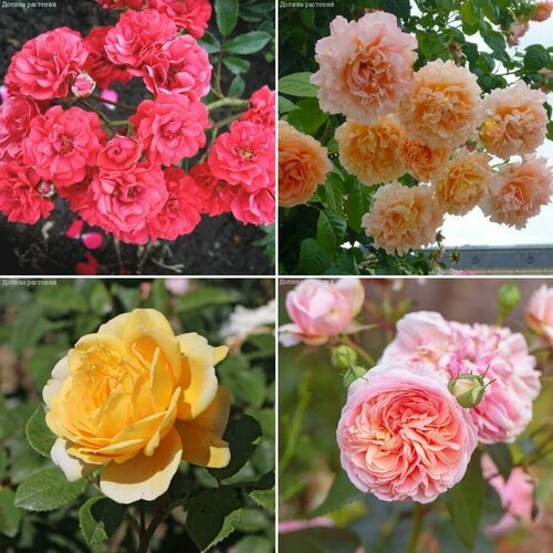 Комплект плетистых роз Радужный Микс (саженцы) роза гартеншпас кордес