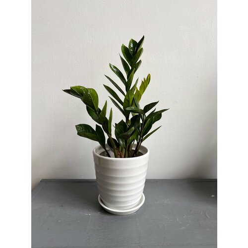 Замиокулькас в керамическом горшке