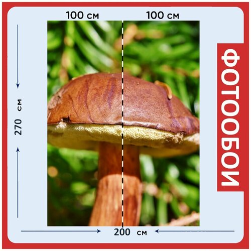 Фотообои Коричневый кап гриб съедобный гриб на стену 270x200 см 2960₽