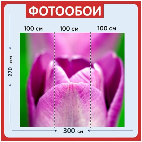 Фотообои Тюльпаны фиолетовый цветы 300x270 см флизелиновыена стену 3960₽