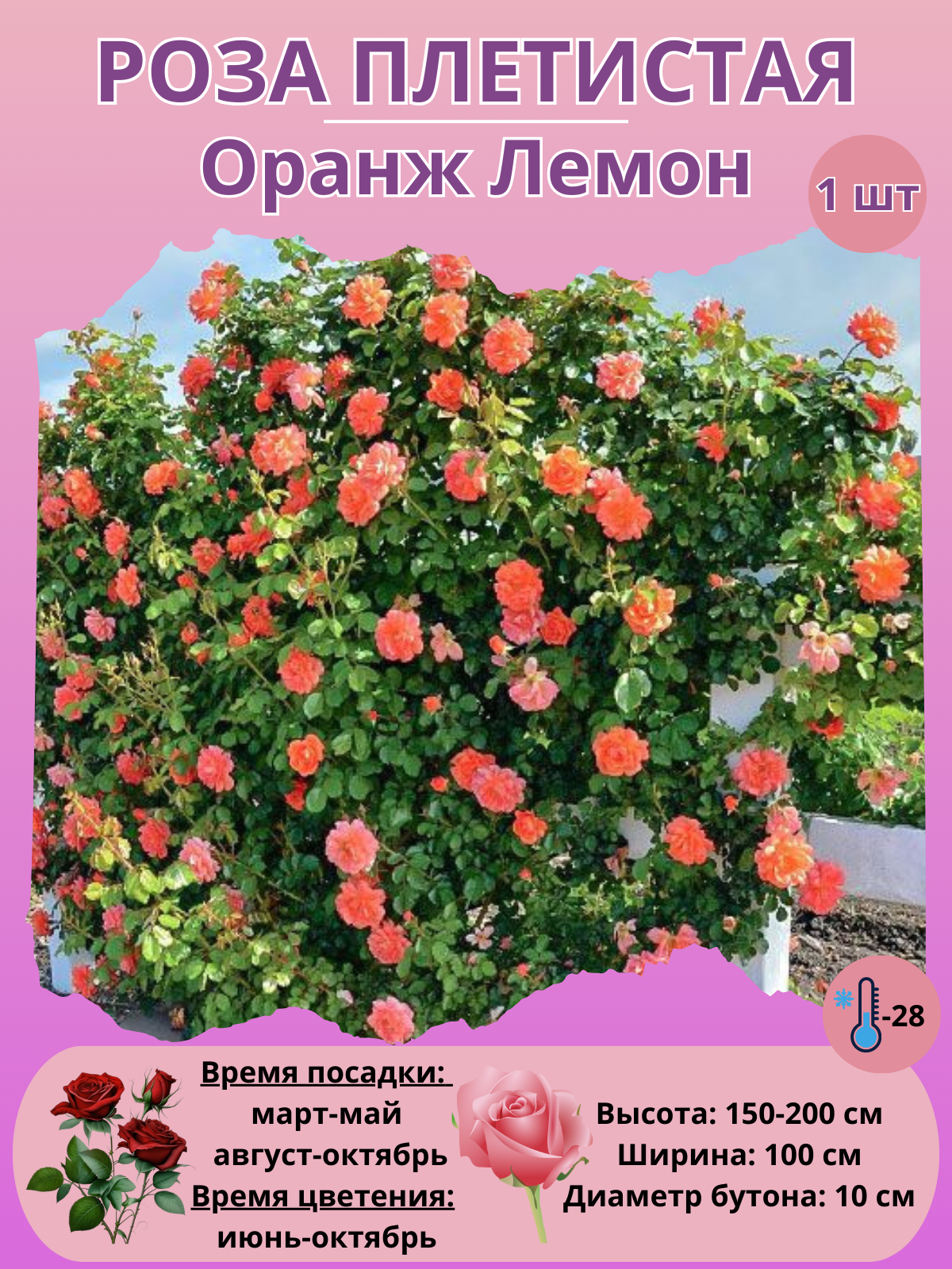 Роза плетистая Оранж Лемон, многолетние цветы