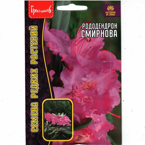 Азалия / Рододендрон Смирнова, роскошный многолетний кустарник ( 1 уп: 10 семян )
