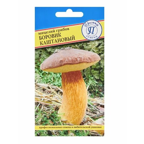 Мицелий грибов боровик Каштановый