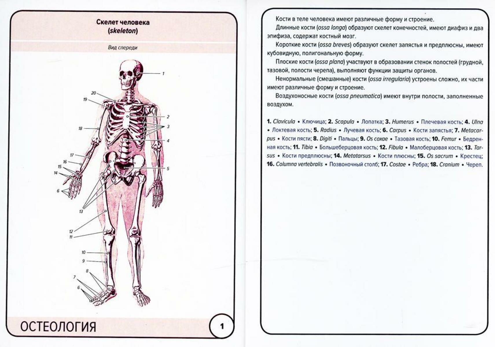 Анатомия человека. Остеология (47 карточек) - фото №3