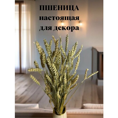 Букет сухоцветовпшеницы 55 колосков 60см для декора дома