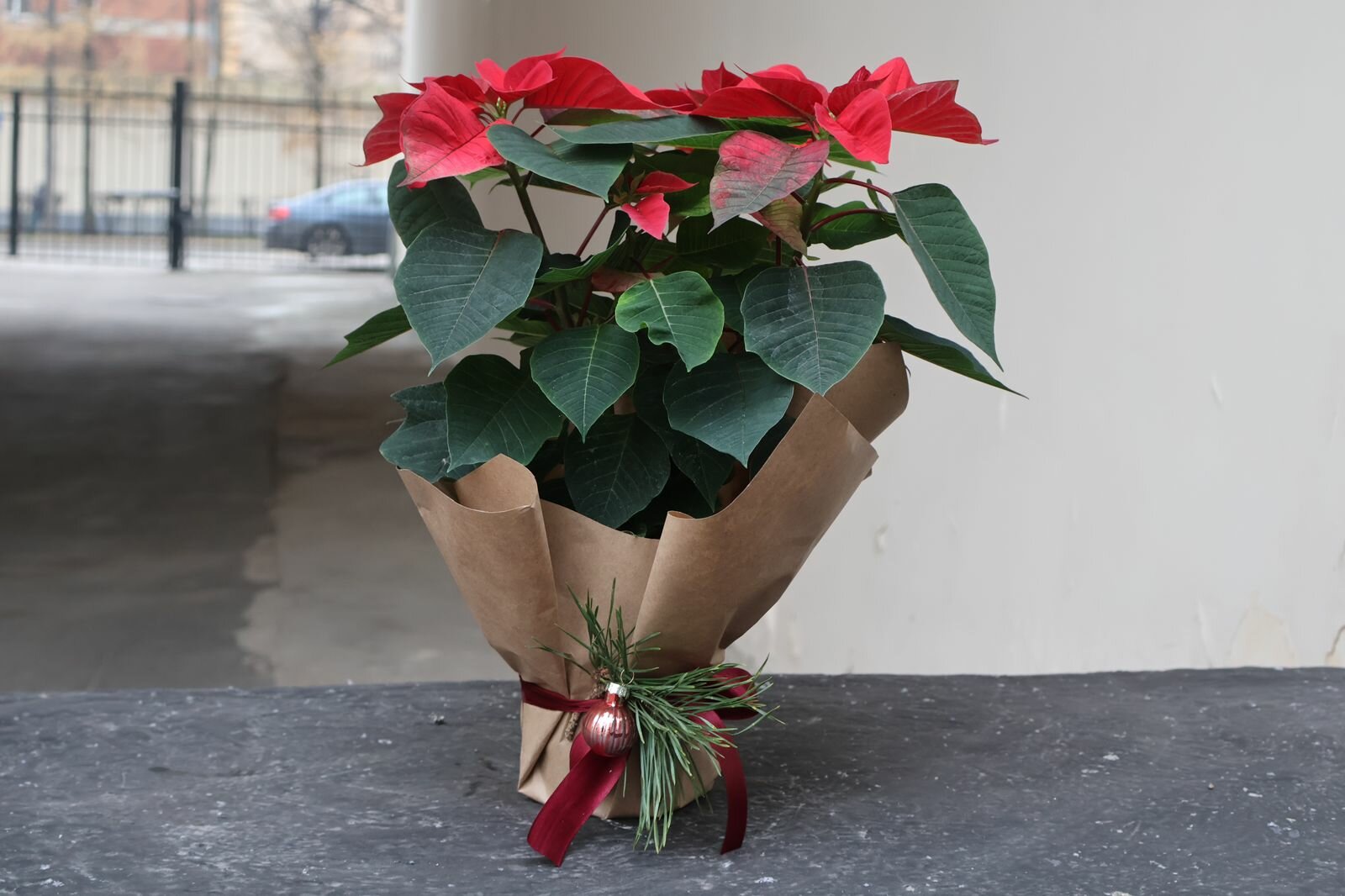 Пуансеттия «Рождественская Звезда»