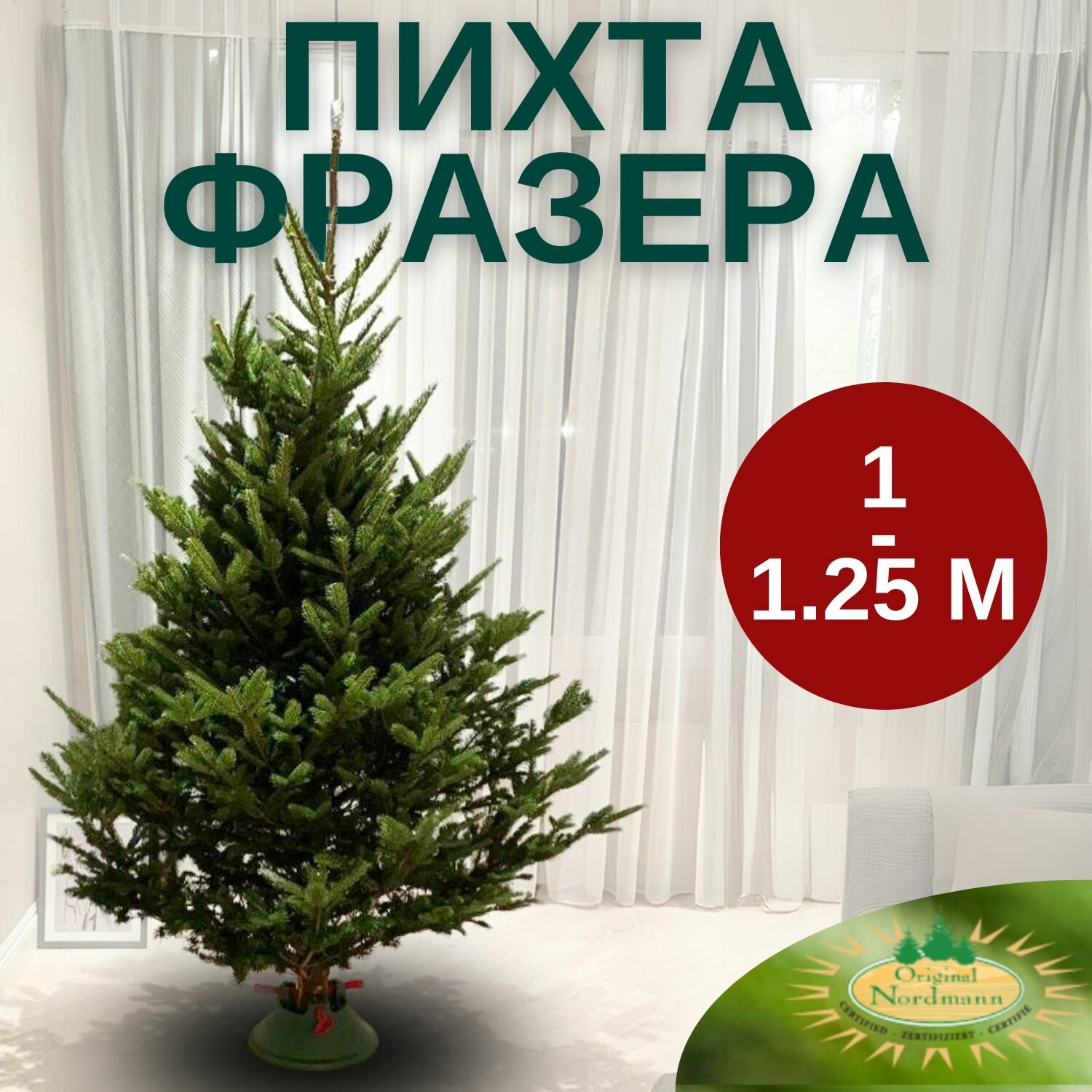 Пихта Фразера новогодняя (живая елка) 1 - 125 м