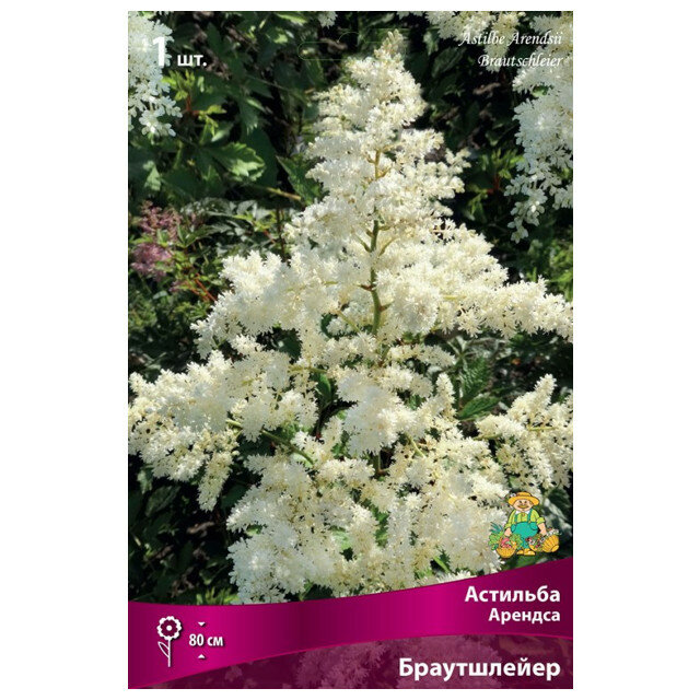 Корни растений астильба Арендса Браутшлейер в капере 1 шт.