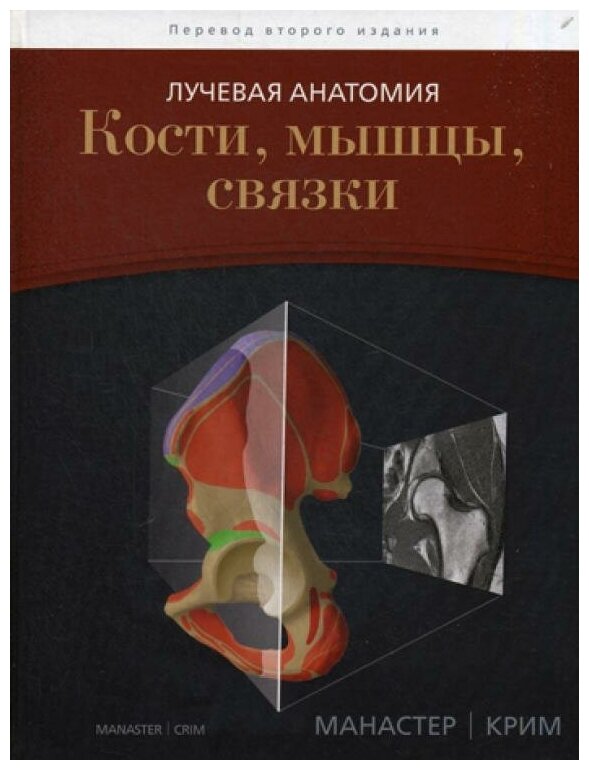 Лучевая анатомия. Кости, мышцы, связки - фото №3