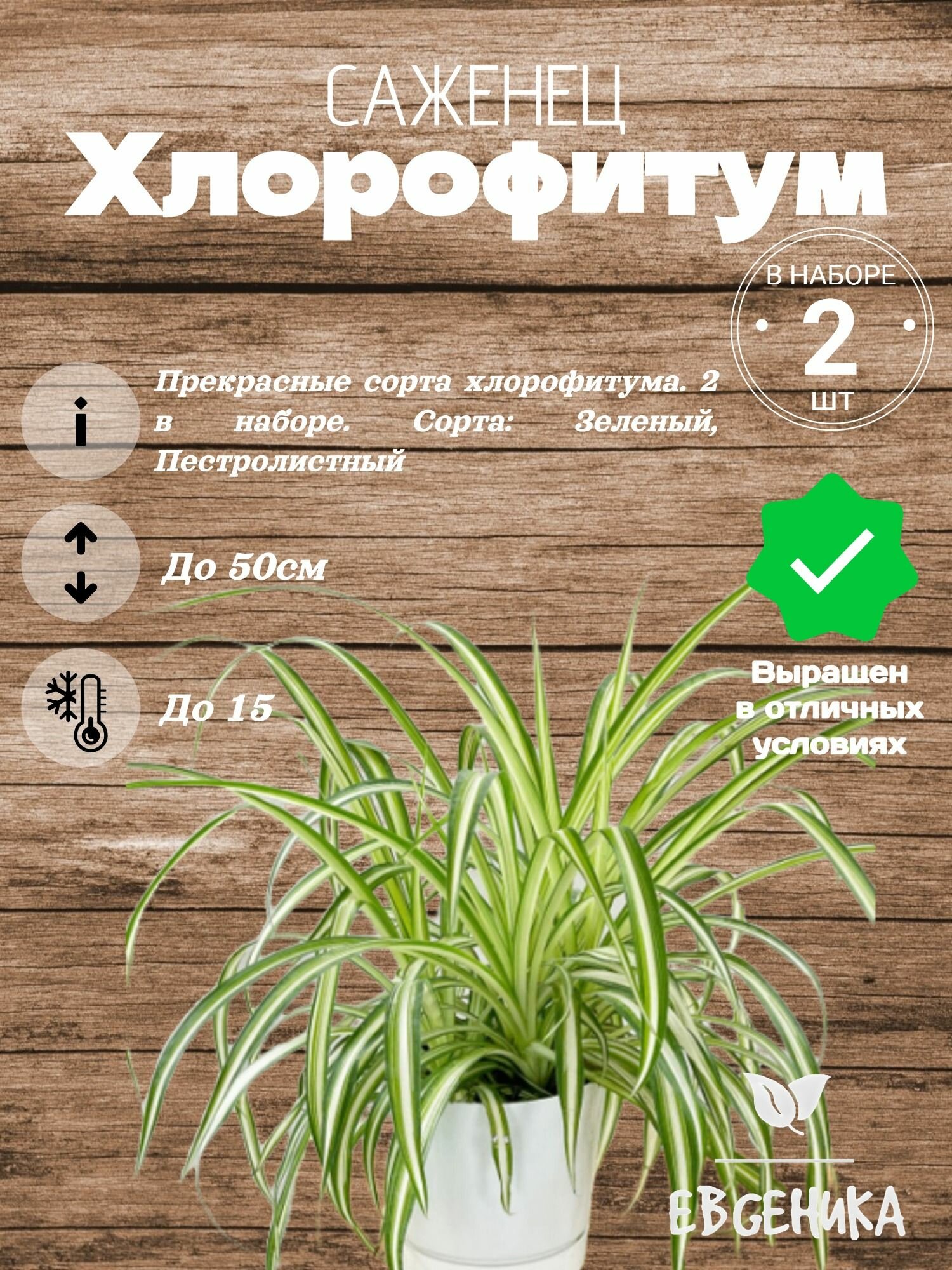 Хлорофитум(2 в наборе)