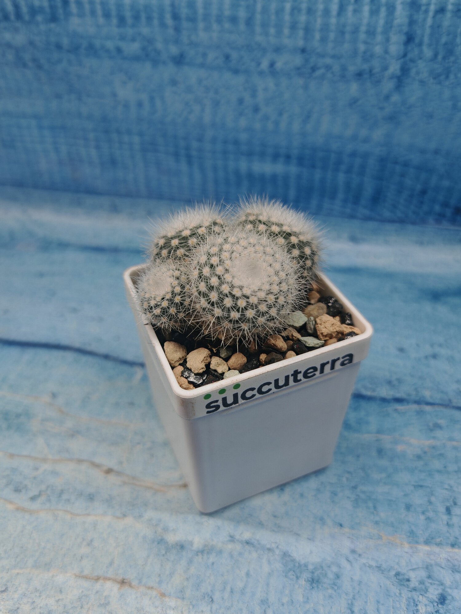 Кактус Notocactus Scopa (Нотокактус). Диаметр горшка 5 см. Субстрат Succuterra Classic и фирменный горшочек в комплекте.