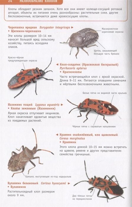 Насекомые России (Полевод Владимир Анатольевич, Гомыранов Илья Алексеевич) - фото №13