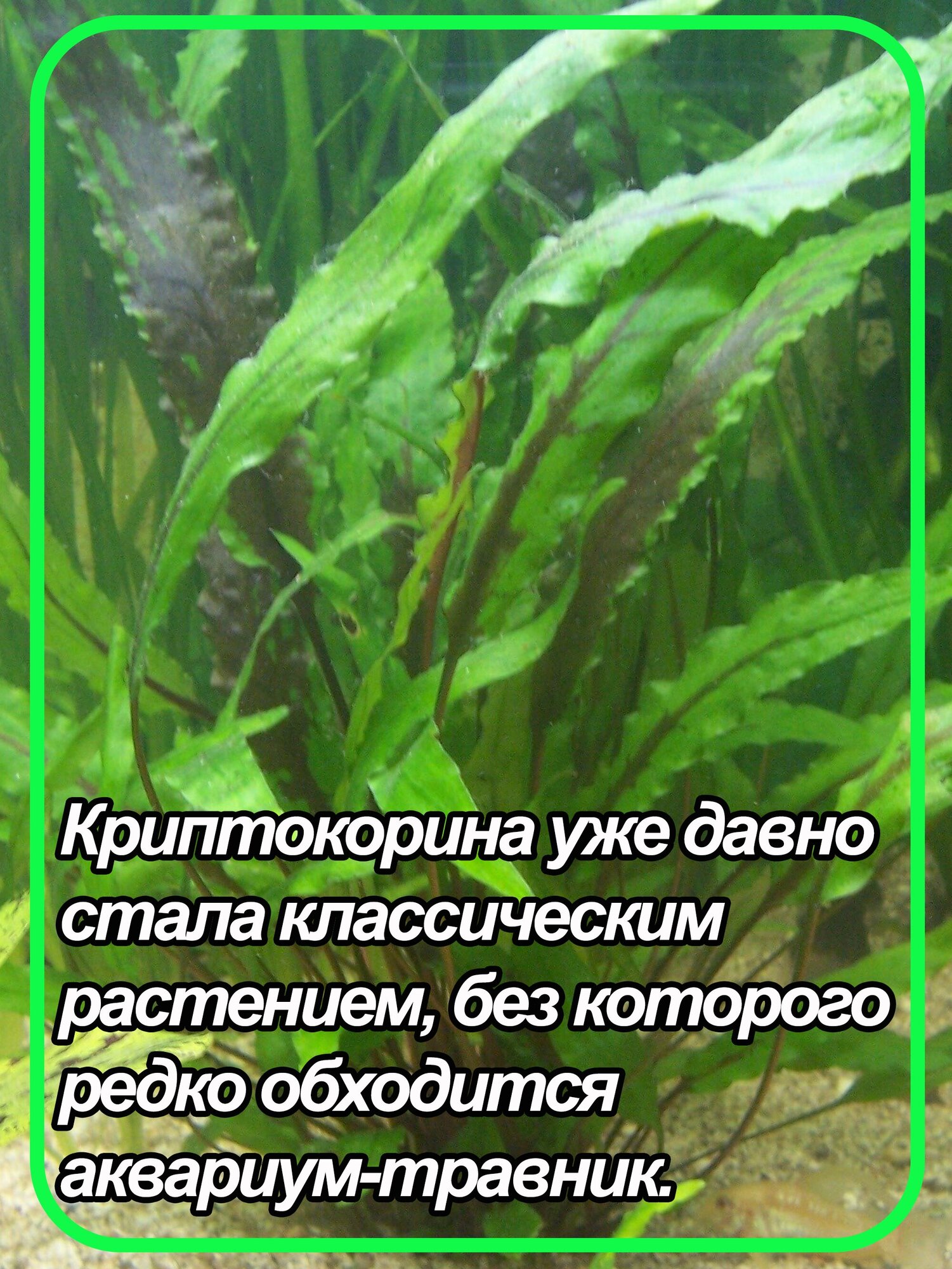 Криптокорина Вендта. Живое аквариумное растение. 1 кустик. - фотография № 3