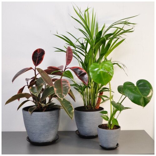 Сет комнатных растений: монстера, фикус и пальма Апека в кашпо