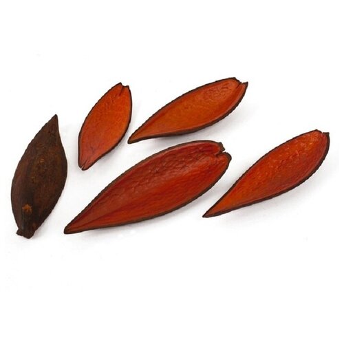 Сухоцвет каноина оранжевые 15см-20см, 5 шт. в упаковке, для декора
