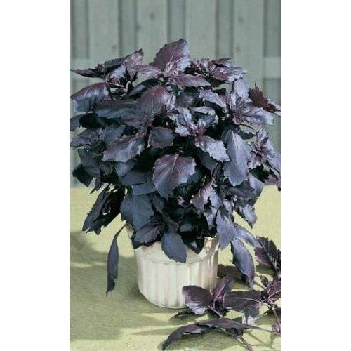 Базилик фиолетовый Арарат семена для проращивания микрозелени и беби листьев, 100 г кетоша рф мангольд красный семена для проращивания беби листьев 100г