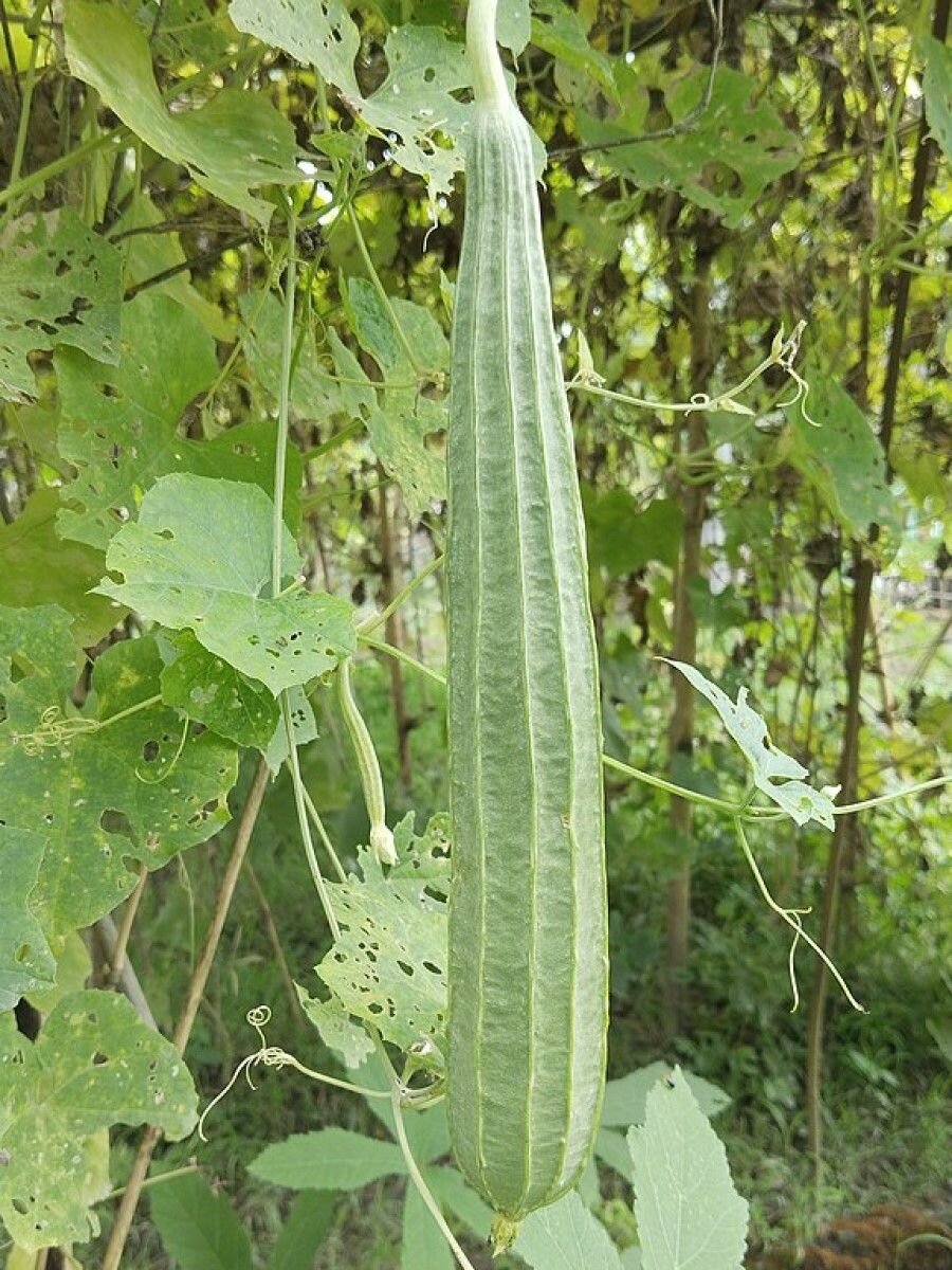 Семена Люффа остроребристая (Luffa acutangula), 5 штук