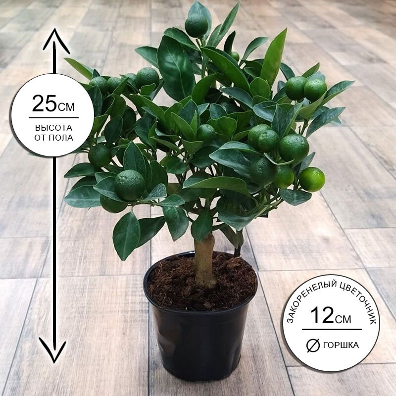 Цитрус Каламондин на штамбе 12*25 живое комнатное растение в горшке Закоренелый Цветочник