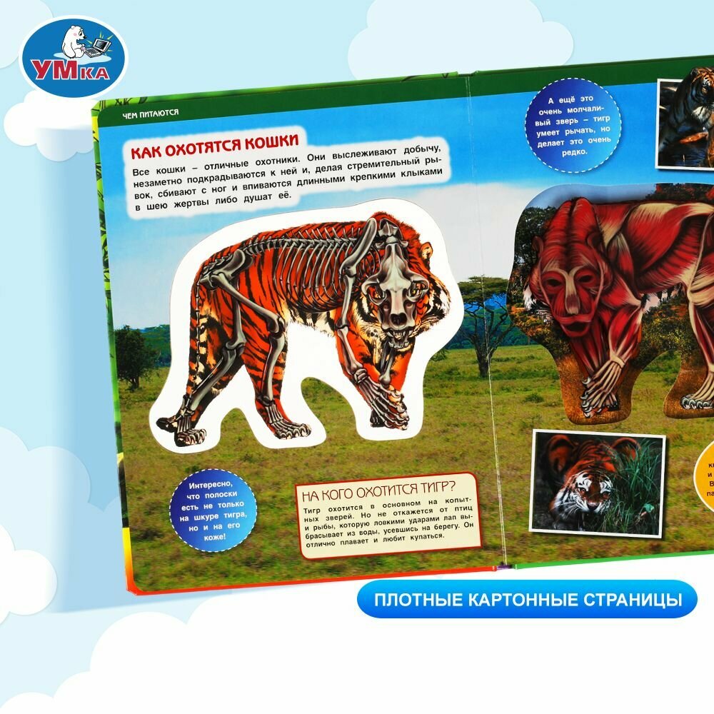 Энциклопедия для детей Животные Умка — фото 1