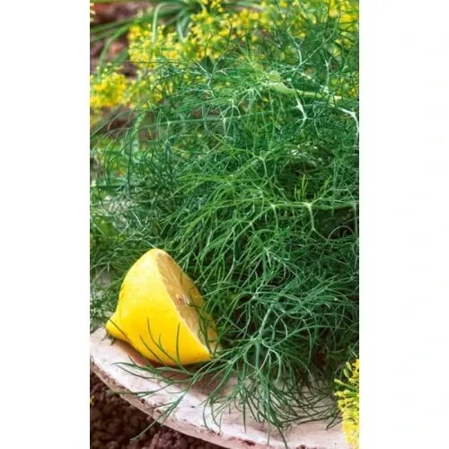 Семена укропа 'Нежность' ароматные крупные листья устойчивы к болезням