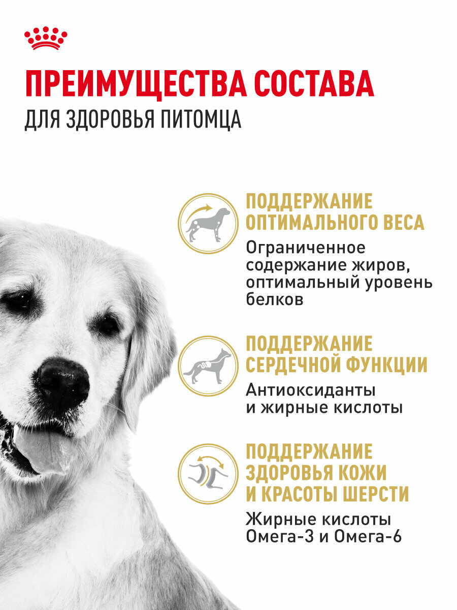 Сухой корм для собак Royal Canin Adult для породы золотистый ретривер, 12 кг — фото 1