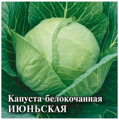 Гавриш, Семена для фермера Капуста белокочанная, Июньская, (ранняя) 25 грамм