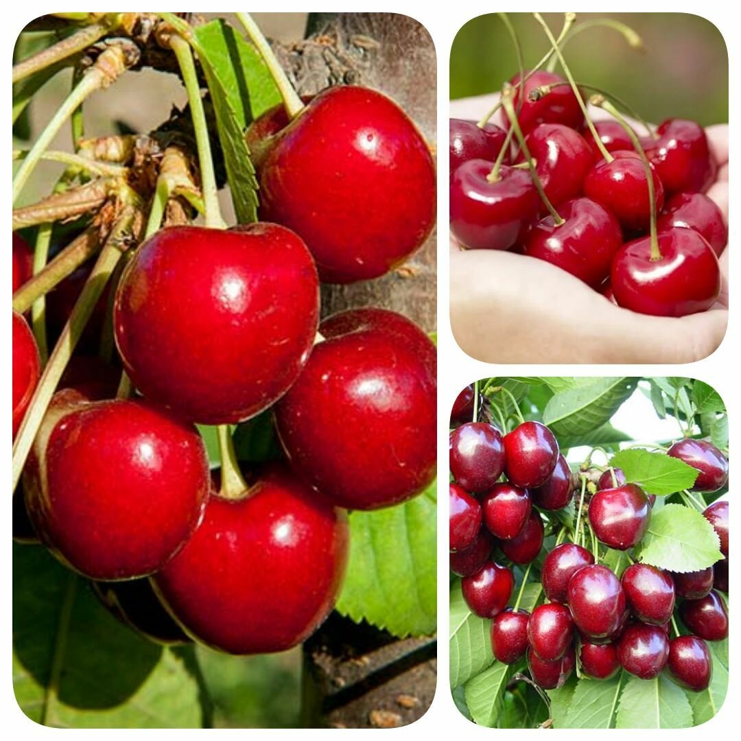 Набор из 3-х сортов саженцев черешни вишни Надежный Харт