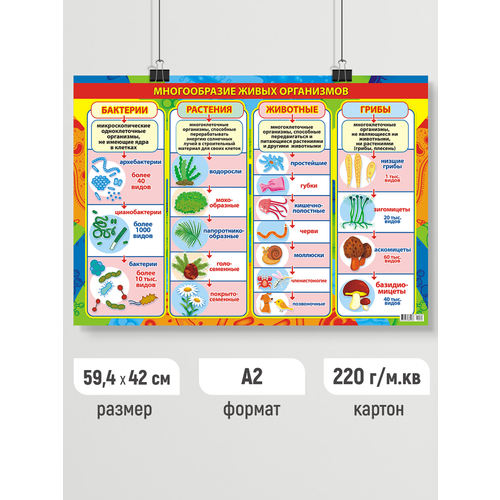 Обучающий плакат Биология, постер обучающий для школы А2