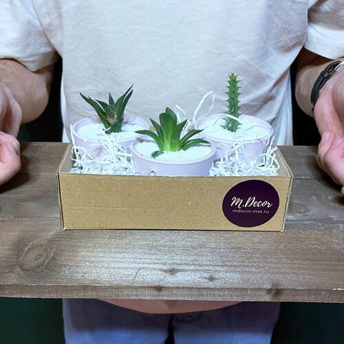 Набор мини-суккулентов