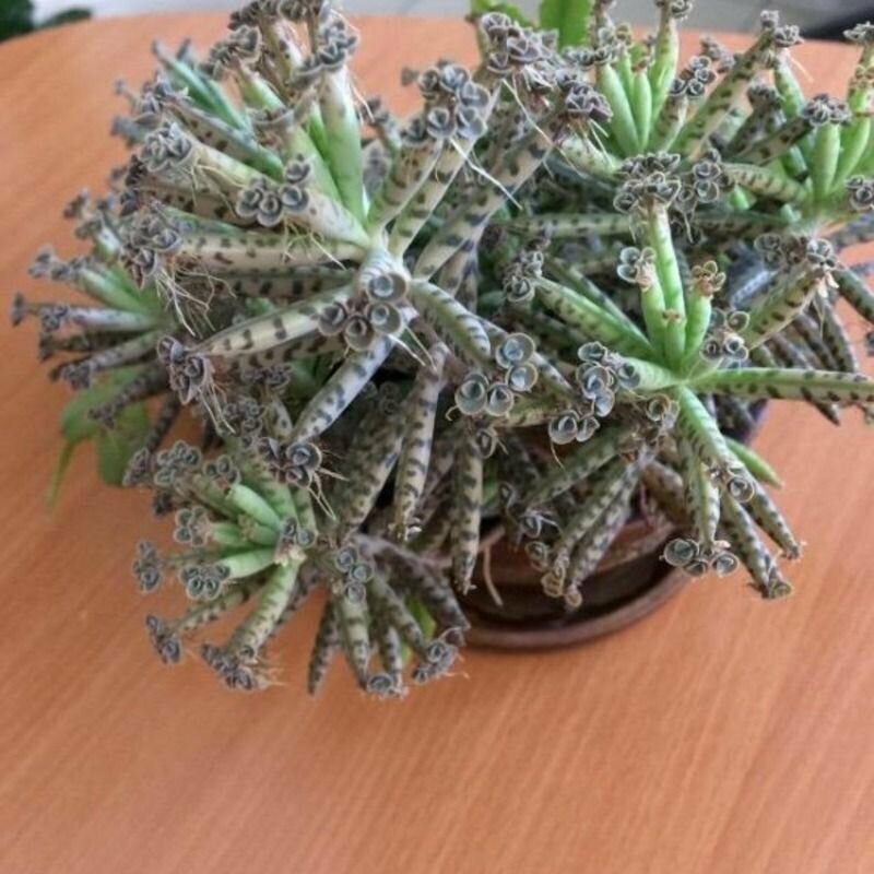 Каланхоэ трубкоцветное, Kalanchoe Tubiflora, семена
