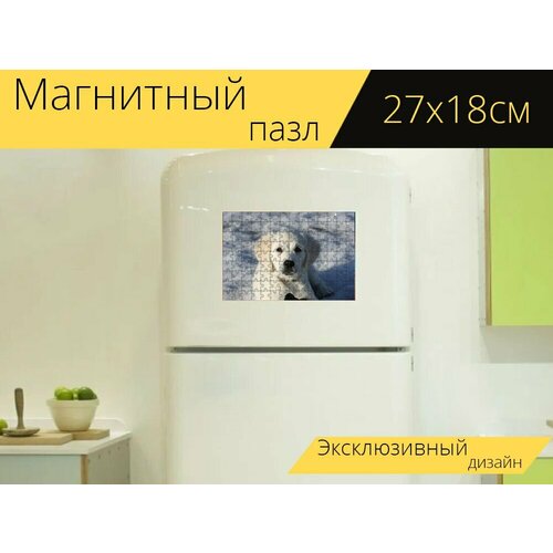 фото Магнитный пазл "золотистый ретривер, щенок, собака" на холодильник 27 x 18 см. lotsprints