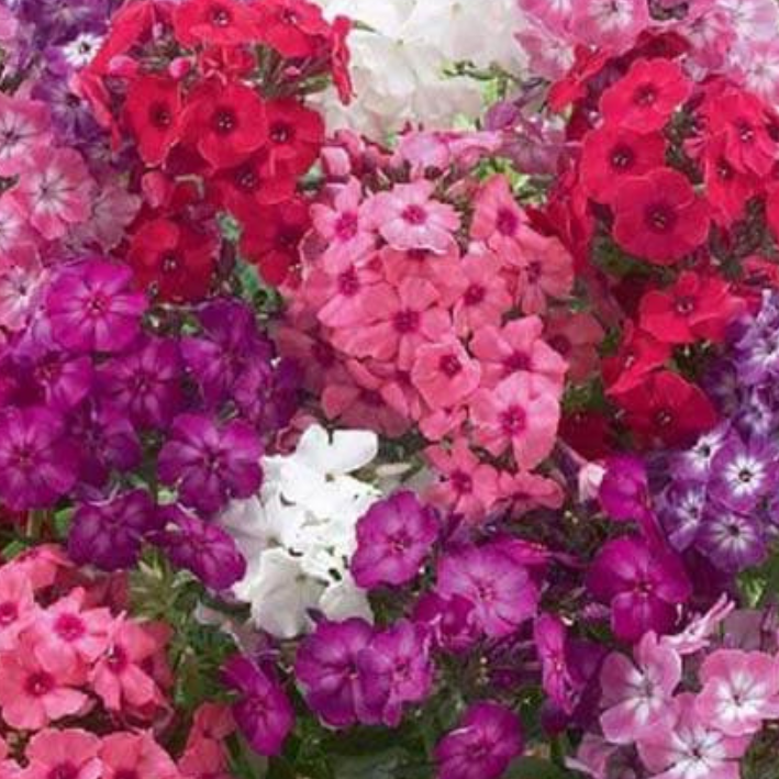 Луковицы цветов botanica garden  Флокс Микс сортов ( 3 штуки )