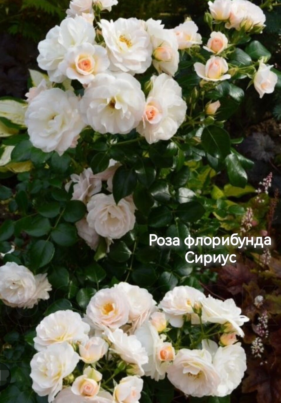 Роза флорибунда Сириус