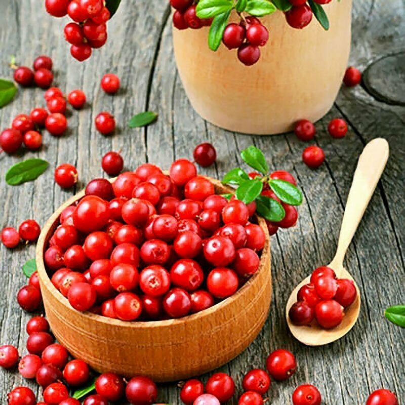 Брусника Хадион Семена 20 шт