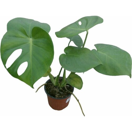 Растение монстера D12