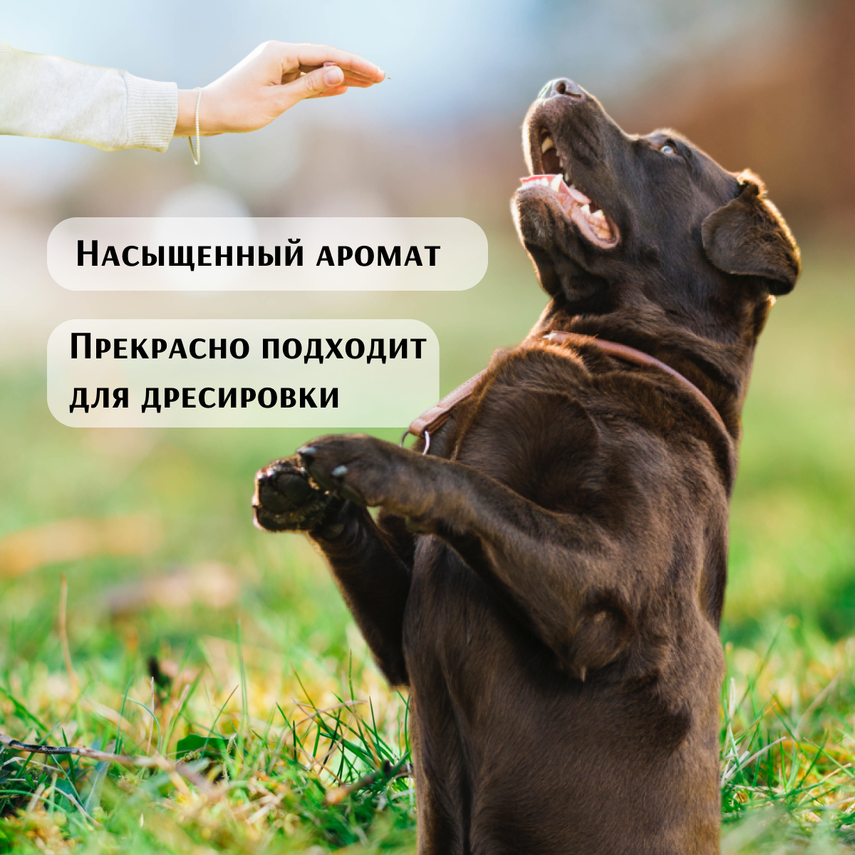 Лакомство для собак Лапка да Гама "Хрустящие деликатесы", говяжья печень, 500г — фото 1