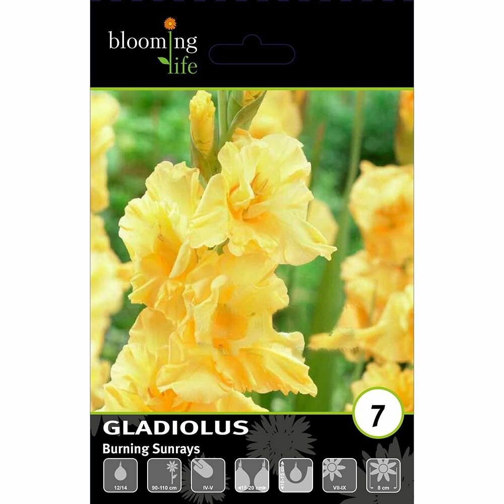 Гладиолус крупноцветковый Бернинг Санрайз 7 шт