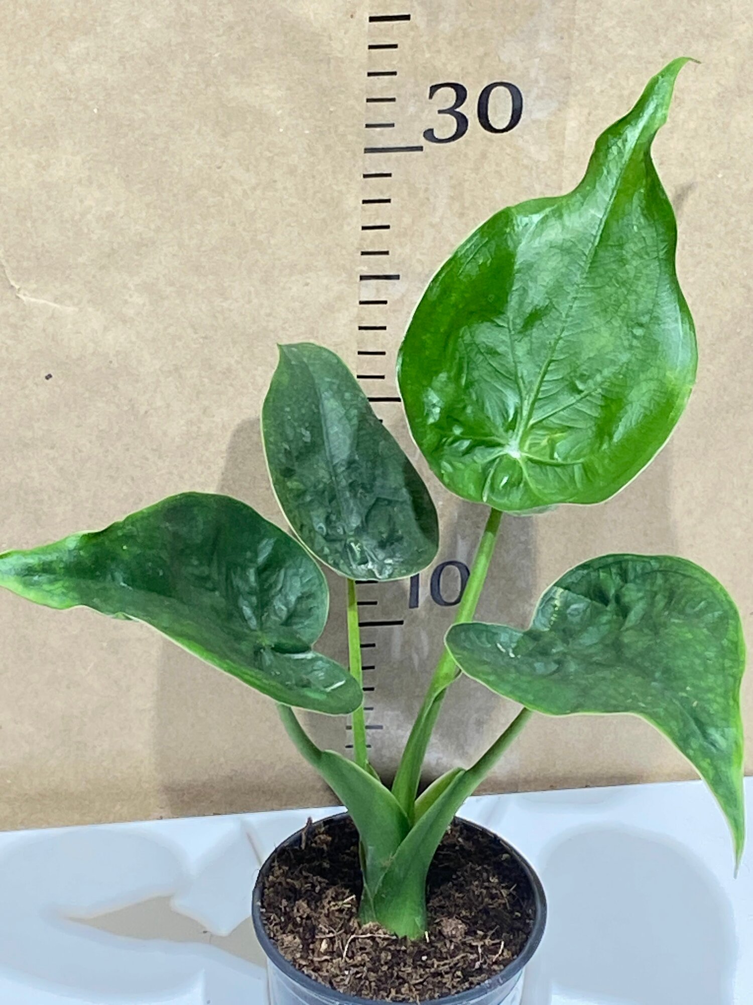 Алоказия Кукулата (Alocasia Cucullata)