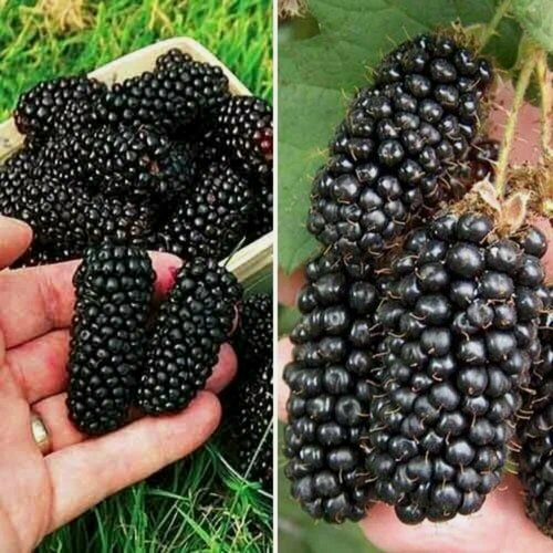 Изображение товара Комплект "Ежевичный шик" из 2 сортов / Ежевика Блэк Даймонд и Ежевика Гигант