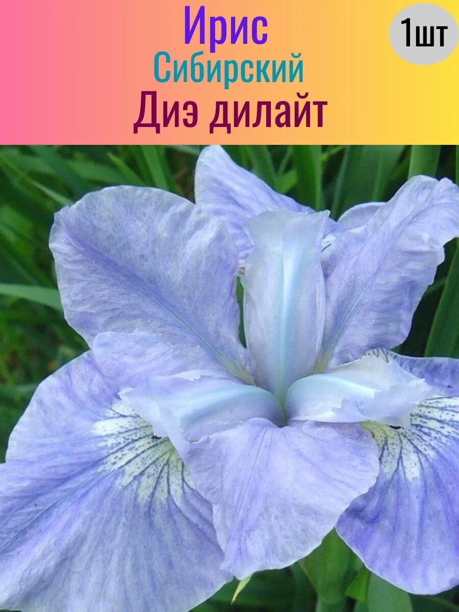 Ирис корневой 1 штука